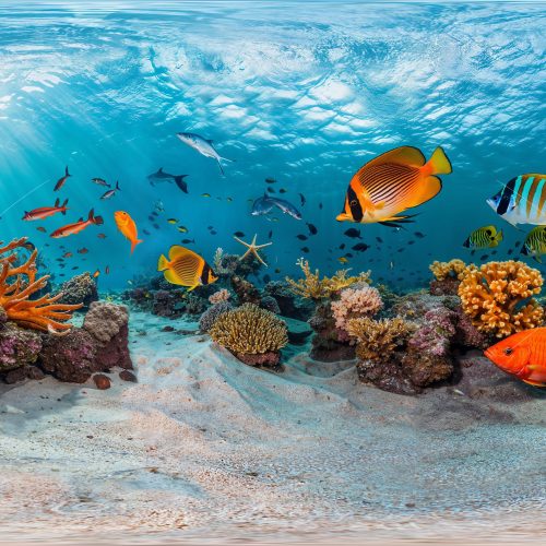 Tropical Fish and Coral